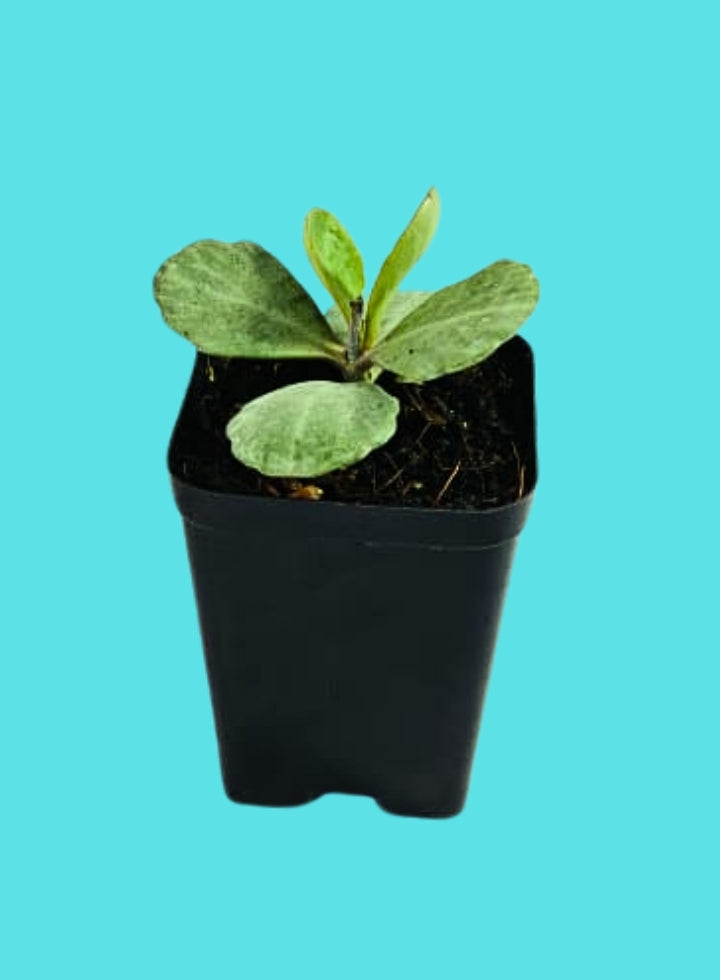 Kalanchoe Humilis  Indoor Succulent Plant