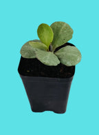 Kalanchoe Humilis  Indoor Succulent Plant