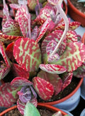 Kalanchoe Humilis  Indoor Succulent Plant