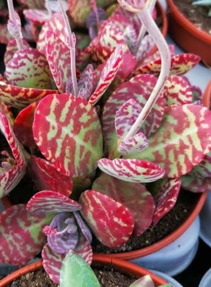 Kalanchoe Humilis  Indoor Succulent Plant