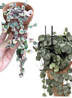 String of Heart Combo Normal and Variegated plant