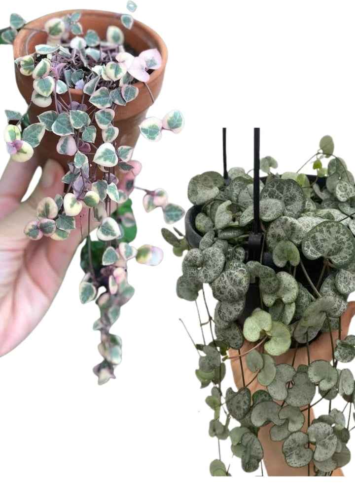 String of Heart Combo Normal and Variegated plant