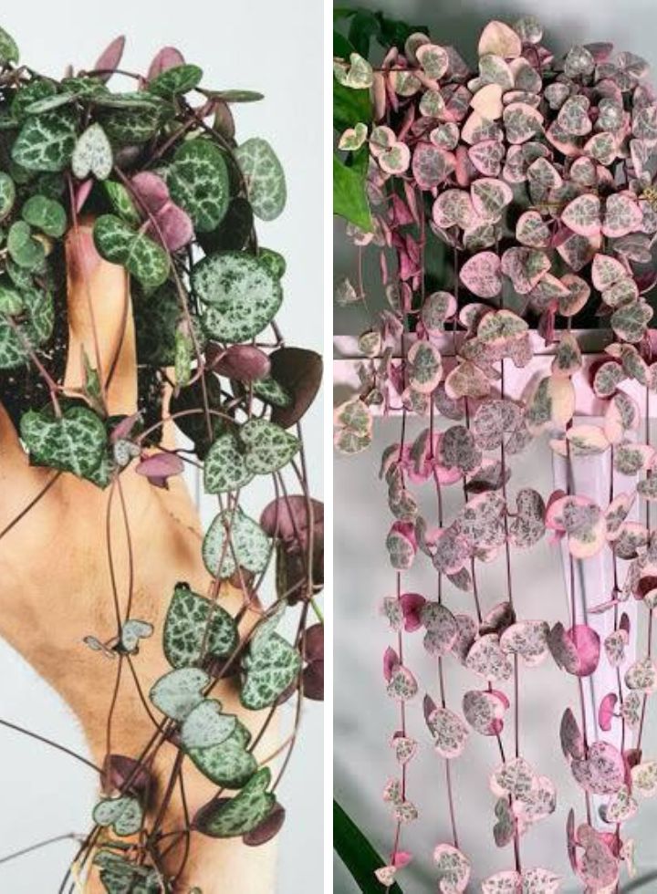 String of Heart Combo Normal and Variegated plant