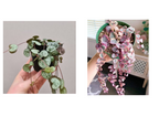 String of Heart Combo Normal and Variegated plant