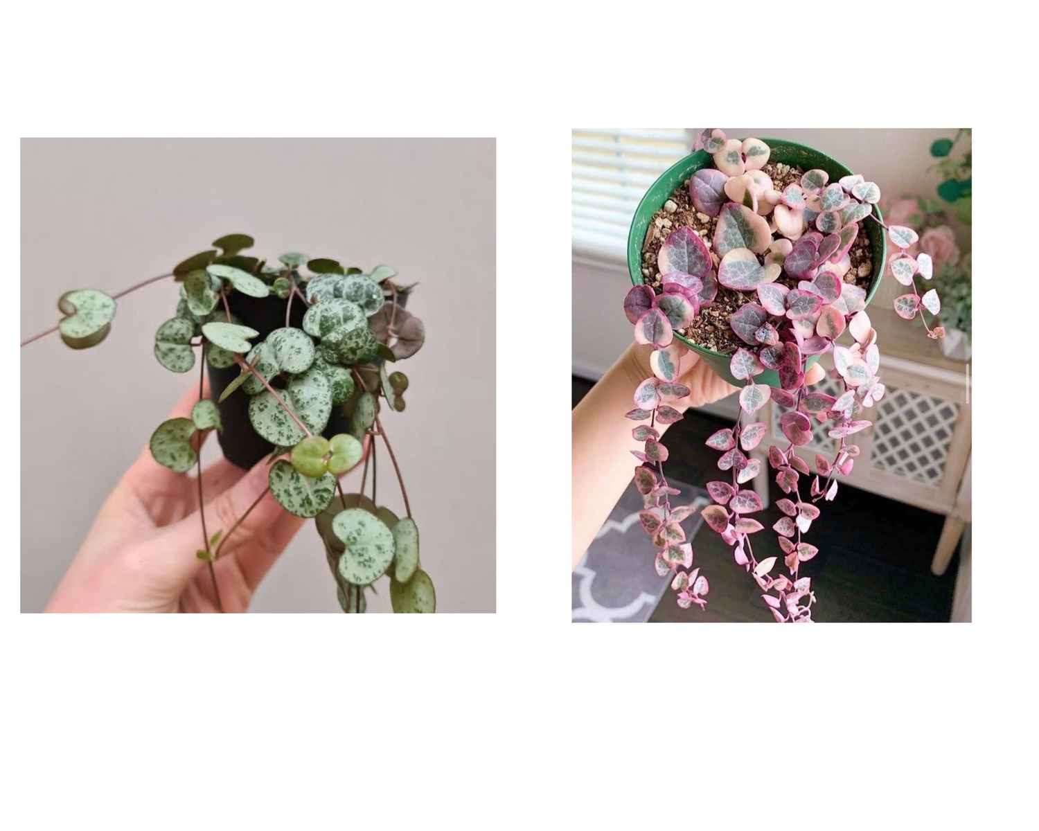 String of Heart Combo Normal and Variegated plant