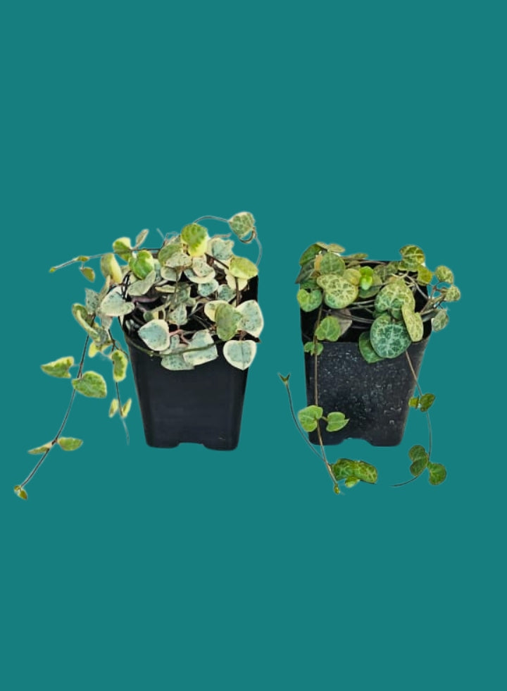 String of Heart Combo Normal and Variegated plant