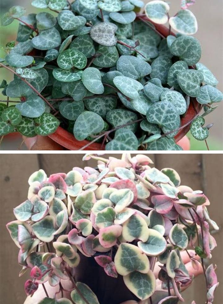 String of Heart Combo Normal and Variegated plant