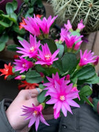 Christmas Cactus 4 Combo - Pink,Red, White, Purple Plant