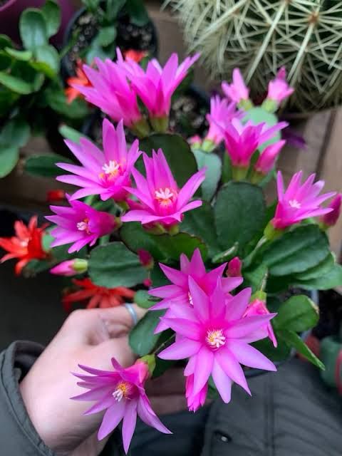 Christmas Cactus 4 Combo - Pink,Red, White, Purple Plant