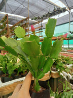 Christmas Cactus 4 Combo - Pink,Red, White, Purple Plant