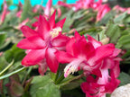 Christmas Cactus 4 Combo - Pink,Red, White, Purple Plant