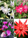 Christmas Cactus 4 Combo - Pink,Red, White, Purple Plant