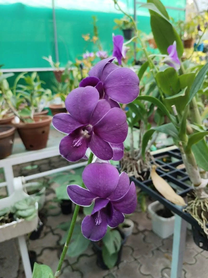 Dendrobiom Airy Blue Hybrid Orchid Plant