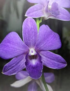Dendrobiom Airy Blue Hybrid Orchid Plant