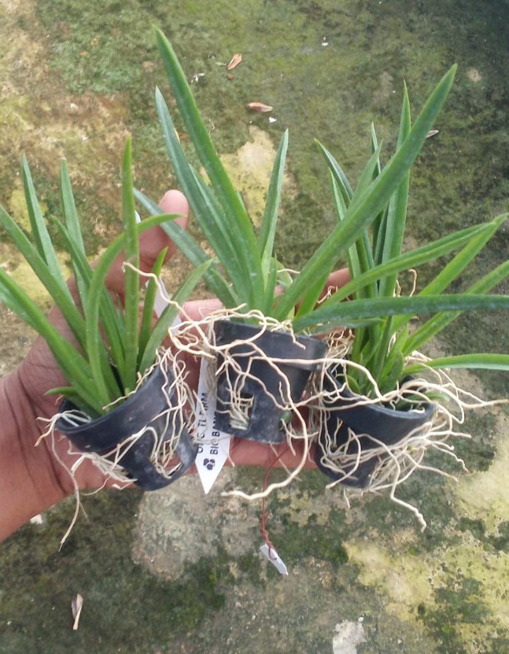 Tolumnia 3 Pink Varieties Combo