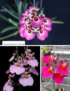 Tolumnia 3 Pink Varieties Combo
