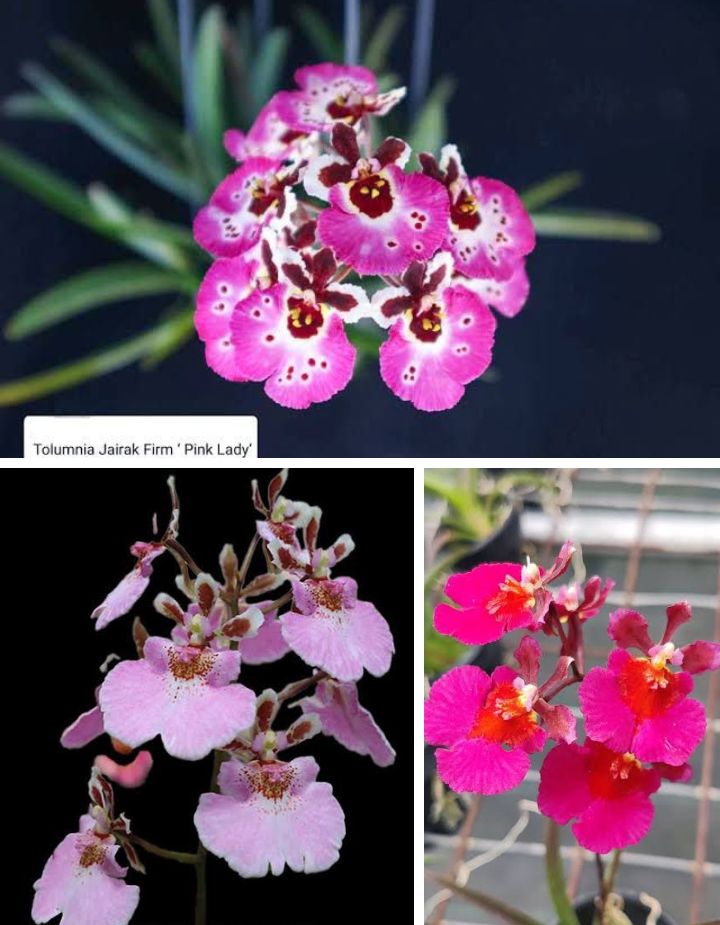 Tolumnia 3 Pink Varieties Combo