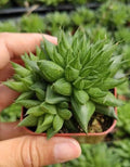Haworthia Murrumiana Indoor Plant