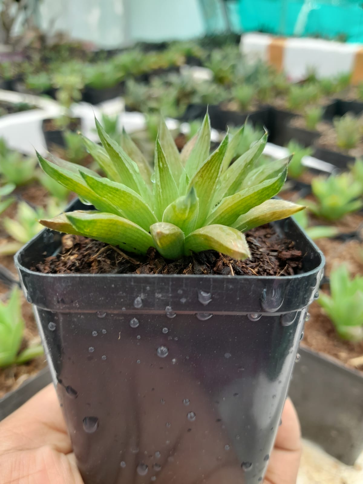 Haworthia Murrumiana Indoor Plant