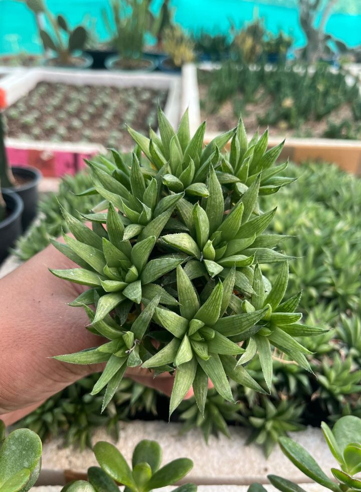 Haworthia Murrumiana Indoor Plant