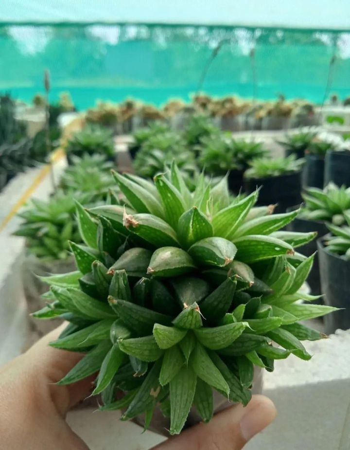 Haworthia Murrumiana Indoor Plant