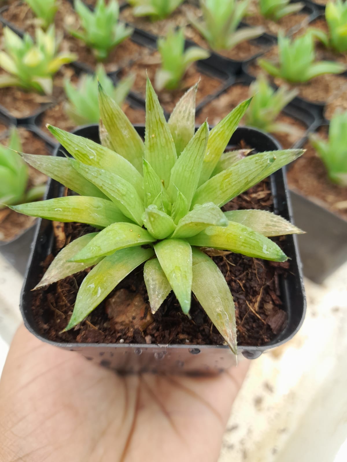 Haworthia Murrumiana Indoor Plant