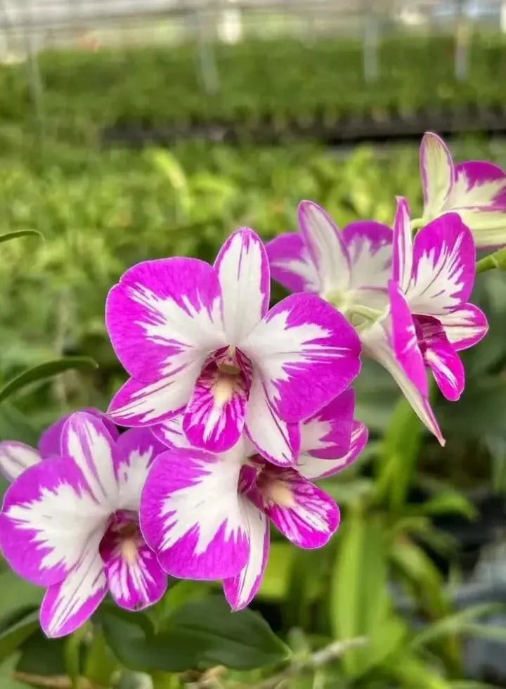 Dendrobiom Enobi Splash Hybrid Orchid Plant