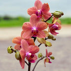 Phalaenopsis Sunset Love  Medium Orchid Plant