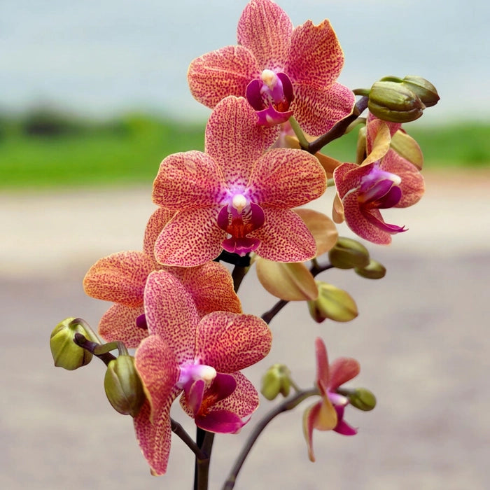 Phalaenopsis Sunset Love  Medium Orchid Plant