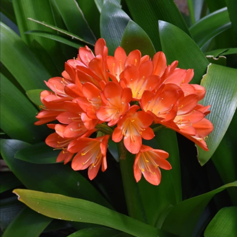 Bush Lily Clivia Miniata (Orange)