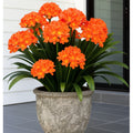 Bush Lily Clivia Miniata (Orange)