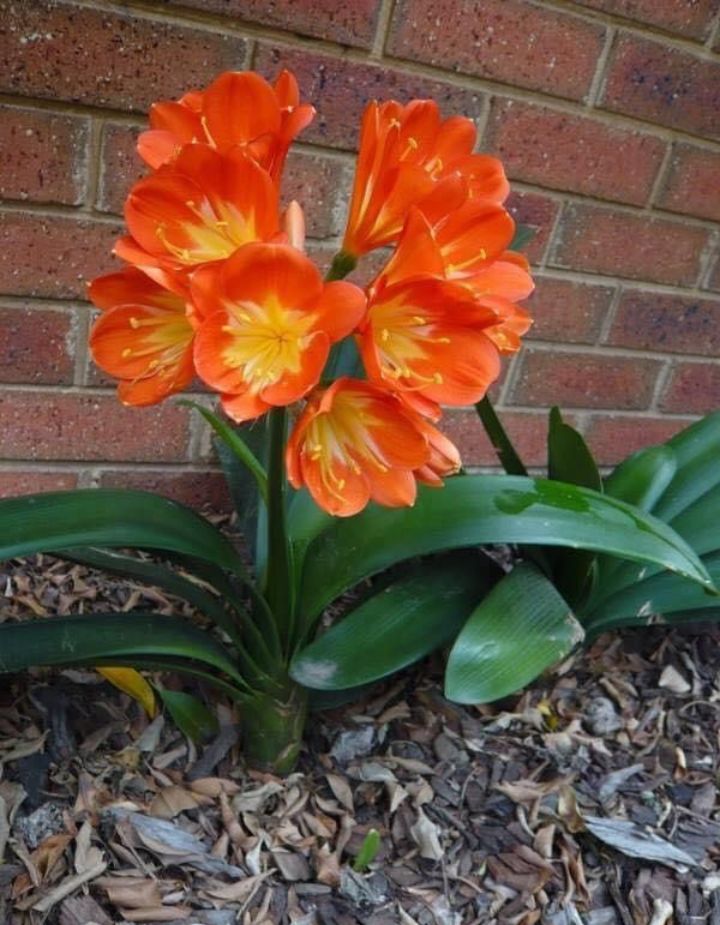 Bush Lily Clivia Miniata (Orange)