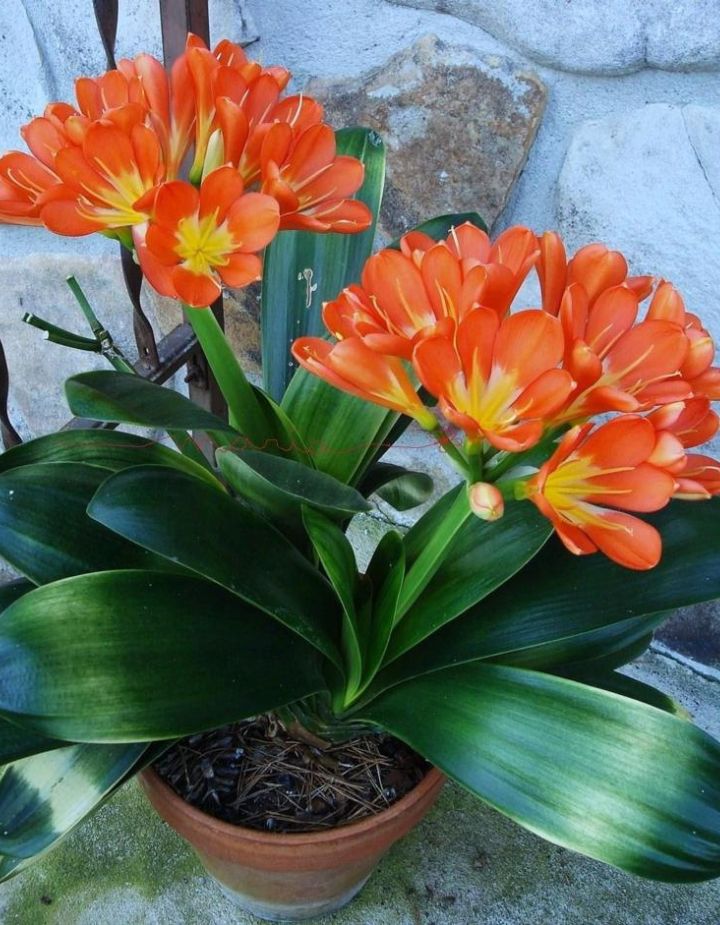 Bush Lily Clivia Miniata (Orange)
