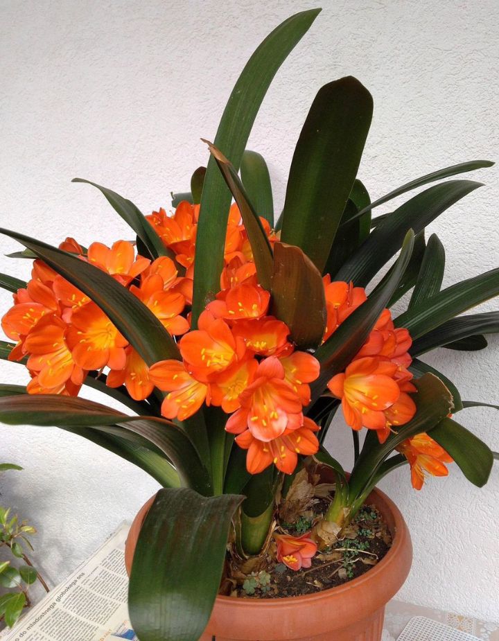 Bush Lily Clivia Miniata (Orange)