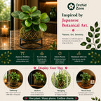 Kokedama Peperomia Obtusifolia  Plant