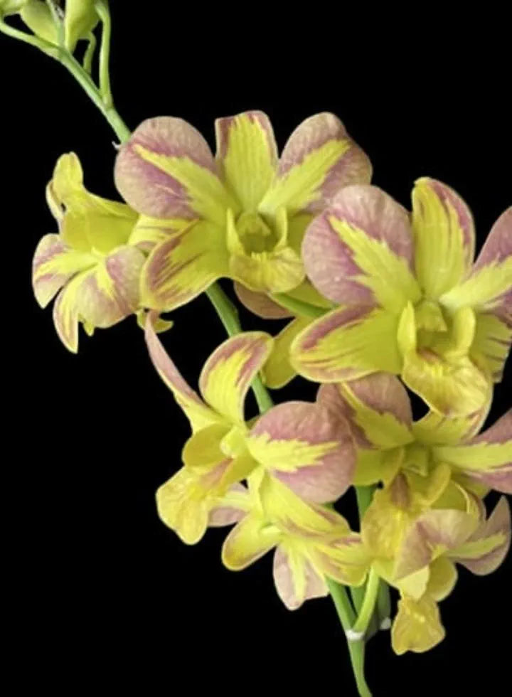 Dendrobiom Nopporn Mutation Hybrid Orchid Plant