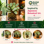 Kokedama Calathea Burle Marx Plant