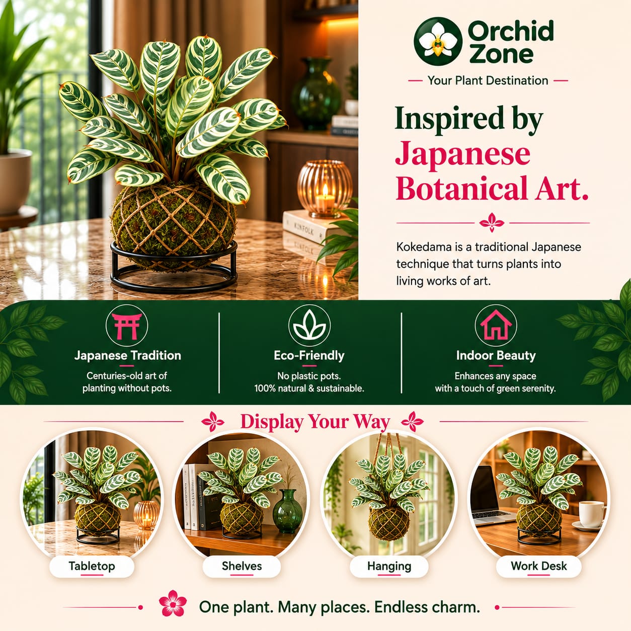 Kokedama Calathea Burle Marx Plant