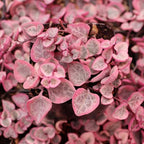 Variegated String Of Heat Hanging Plant