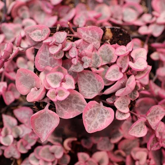 Variegated String Of Heat Hanging Plant