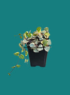 Variegated String Of Heat Hanging Plant