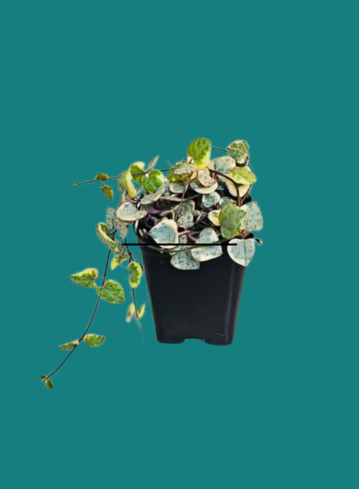 Variegated String Of Heat Hanging Plant