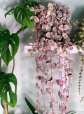 Variegated String Of Heat Hanging Plant