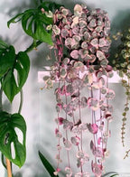 Variegated String Of Heat Hanging Plant