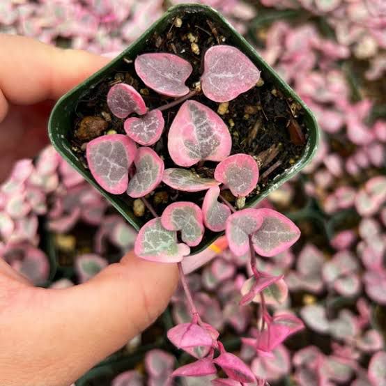 Variegated String Of Heat Hanging Plant