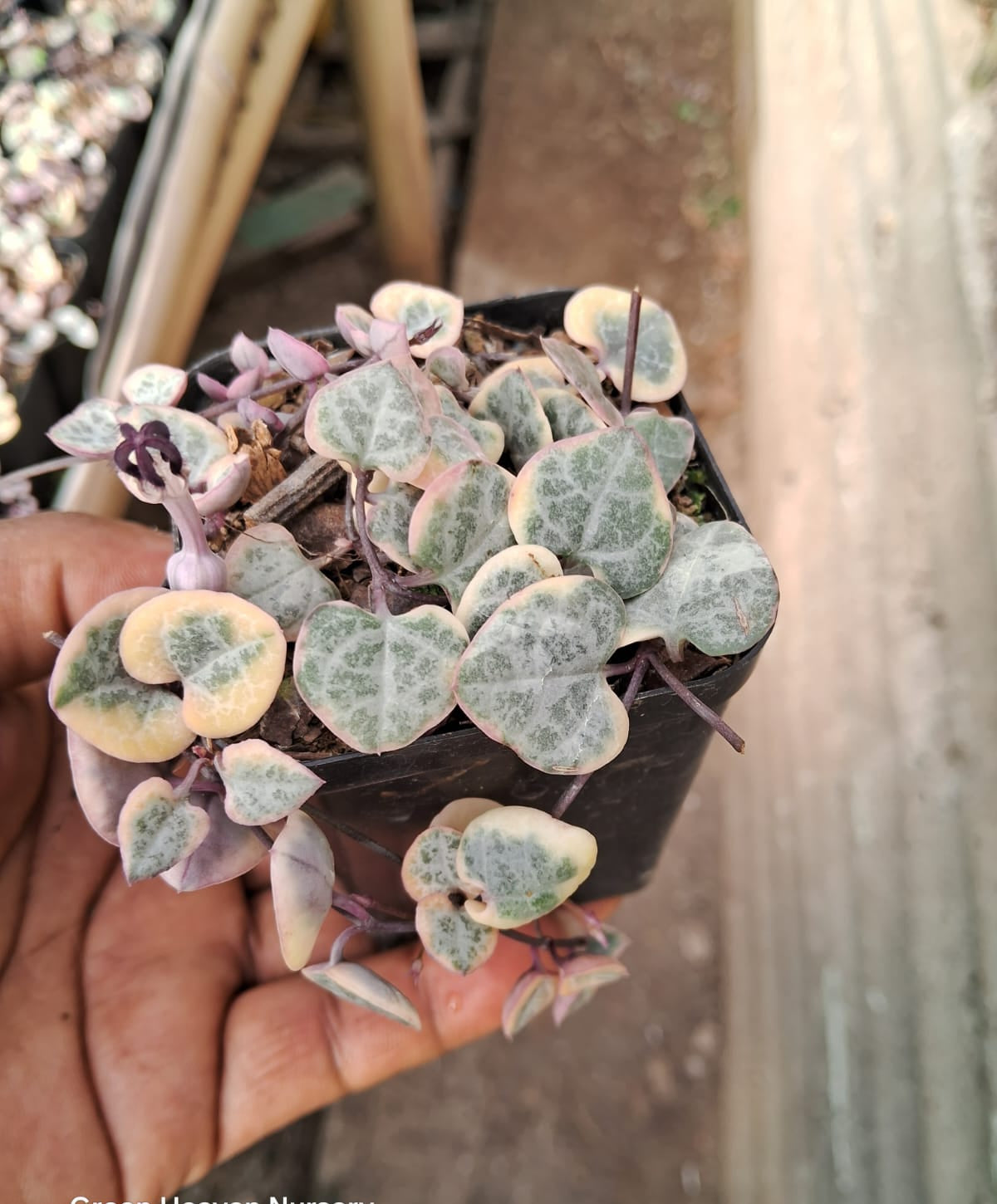 Variegated String Of Heat Hanging Plant