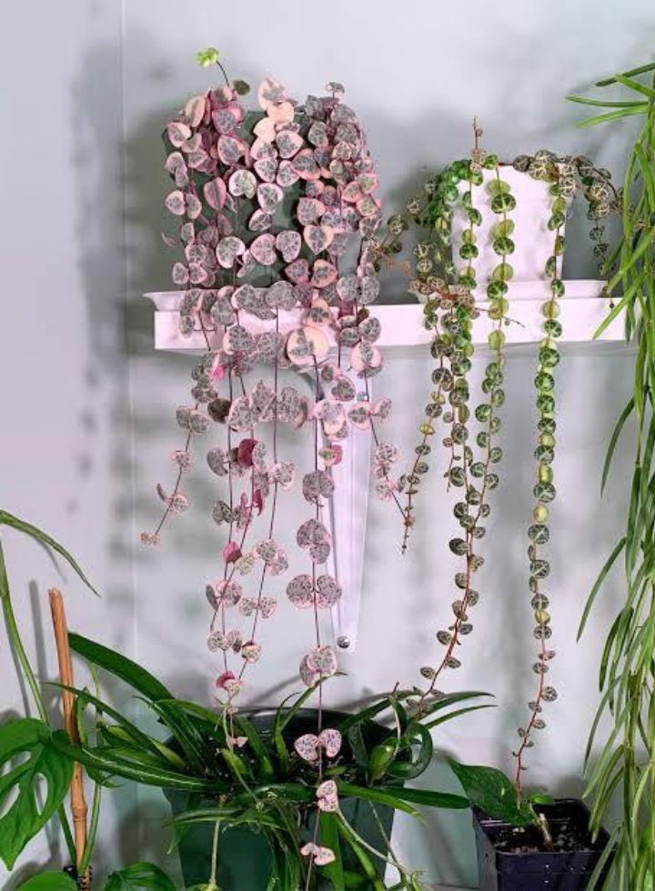 Variegated String Of Heat Hanging Plant