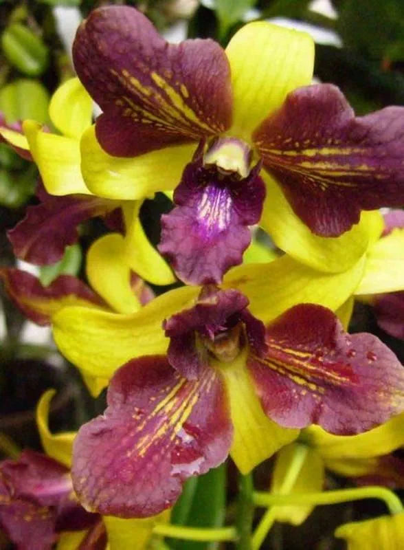 Dendrobiom Thongchai Pimwatlana Boonchu Gold Hybrid Orchid Plant