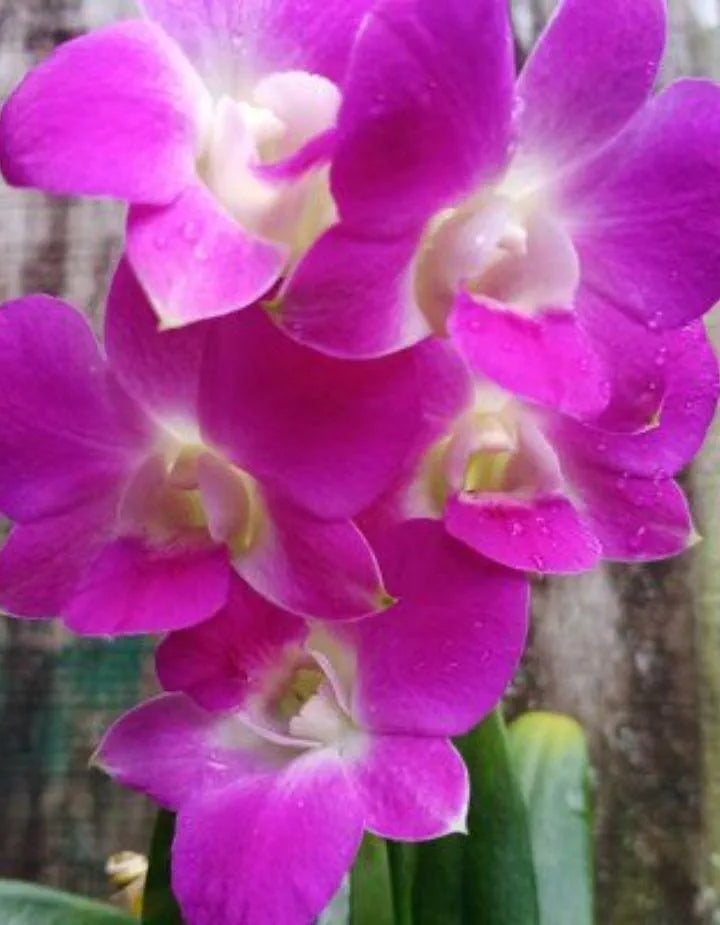Dendrobiom Burana Pink Polar Queen Hybrid Orchid Plant