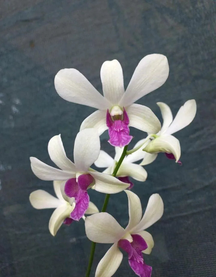 Dendrobiom Woo Leng  Hybrid Orchid Plant